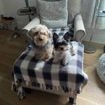 Photo of Henry and Frankie