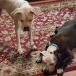 Photo of Betty & Oreo