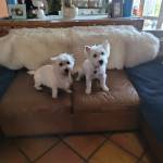 Photo of Bonnie Blue & Pax