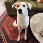 Photo of Jenny & Honey