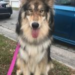 Photo of Cairo & Houdini