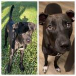 Photo of Koda & Duke