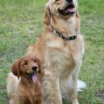 Photo of Roxy and Nala