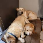 Photo of Douglas, Max, Bentley and Penny