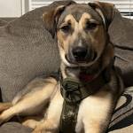 Photo of Hoover, Arwin, and Colby