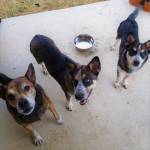 Photo of Thor, Loki, Buddy