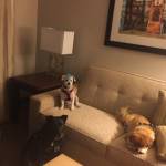 Photo of Rylee, Indie, Casper