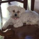 Photo of Remington & Lilly