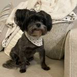 Photo of Marley, Maggie, Lily & Lexi