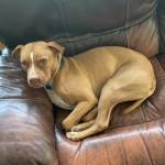 Photo of Watson, Coozy, Dexter