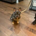 Photo of Tobi & King