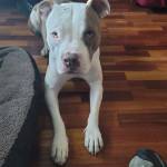 Photo of Buddy and Journey