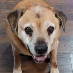 Photo of Taz & Waffles