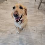 Photo of Dude & Riley