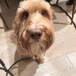 Photo of Harley / Pebbles