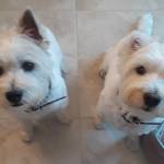 Photo of Marlie and Morrison