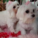 Photo of Dixie & Dolly