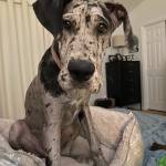 Photo of Nola & Everly