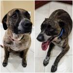 Photo of Max & Roxie