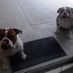 Photo of JJ and Sassy