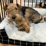 Photo of Archie/ Lucy