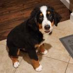 Photo of Hazel & Bear