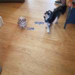 Photo of Wrigley, Luna