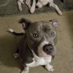 Photo of Khaleesi and Mantequilla