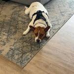 Photo of Sunny and Finely