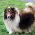 Photo of Starry & Zeus