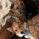 Photo of Bear and Luna