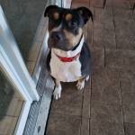 Photo of Petunia, Killer, Sailor, Leo and Apollo