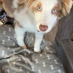 Photo of Bodie/Bindi/Koa