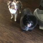 Photo of Paris Milan