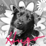 Photo of Hugo