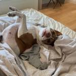 Photo of Nala & Troy