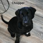 Photo of Chopper