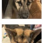 Photo of Blue & Mila