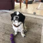 Photo of Nellie & Murphy