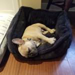 Photo of Bodhi & Weston