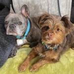 Photo of Mazie and Bradley