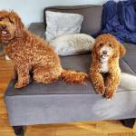 Photo of Rusty and Ruby