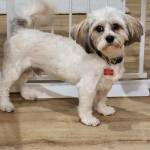 Photo of Hopper, Harry & Buddy