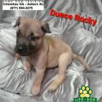 Photo of Duece Rocky