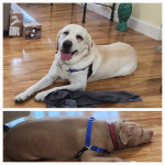 Photo of Gus & Bentley