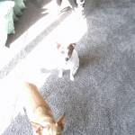 Photo of Roo, Robin and Lily