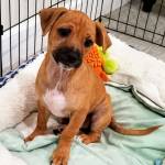 Photo of Lihka & Barkley