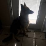 Photo of Daisy and Pepper