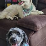 Photo of Zoe - Nala - Cooper