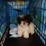 Photo of Dak & Gabby